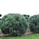 Сосна звичайна Ватерері парасоля (Pinus sylvestris Watereri) - 150+ см 695265994774 фото 3