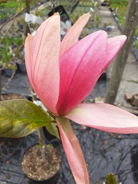 Магнолія Дейбрейк (Magnolia Daybreack) - 150-175 см 695266984877 фото