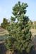 Сосна дрібноквіткова Ріу-ю( Pinus parviflora Ryu-ju) - 200-250 см 695266984802 фото 1