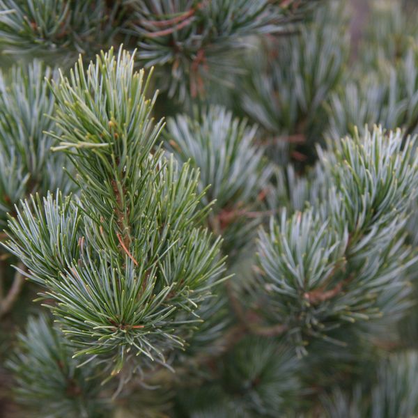 Сосна дрібноквіткова Ріу-ю( Pinus parviflora Ryu-ju) - 200-250 см 695266984802 фото