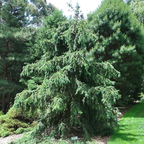 Ялина  звичайна "Акрокона" (Picea abies Acrocona) - 150-200 см 701912511913 фото