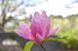 Магнолія Дейбрейк (Magnolia Daybreack) - 150-175 см 695266984877 фото 5