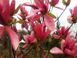 Магнолія Дейбрейк (Magnolia Daybreack) - 150-175 см 695266984877 фото 2