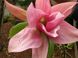 Магнолія Дейбрейк (Magnolia Daybreack) - 150-175 см 695266984877 фото 1
