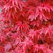 Клен пальмолистий Скітерс брум (Acer palmatum sketters broom) - 100 см 695266984927 фото 3