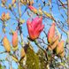 Магнолія Дейбрейк (Magnolia Daybreack) - 150-175 см 695266984877 фото 4