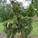Ялина  звичайна "Акрокона" (Picea abies Acrocona) - 150-200 см 701912511913 фото 3