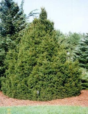Ялина  звичайна "Ремонті" (Picea abies 'Remontii') - 40-60 см 1750 фото