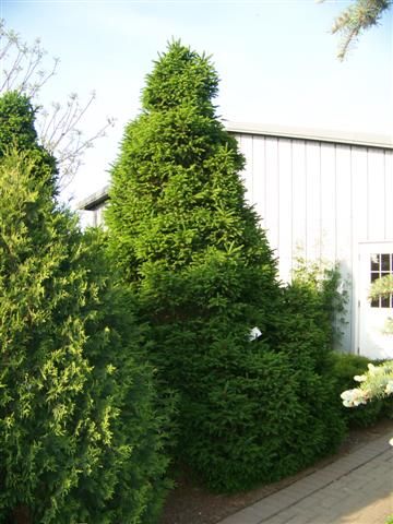 Ялина  звичайна "Ремонті" (Picea abies 'Remontii') - 40-60 см 1750 фото