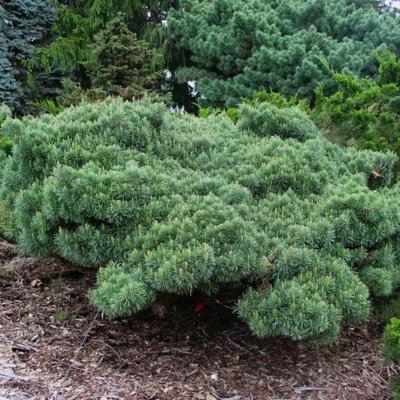 Сосна звичайна Beuvronensis (Pinus sylvestris 'Beuvronensis') - 40-60 см 410325236241 фото