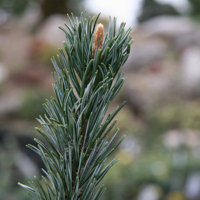 Сосна дрібноквіткова Сапфір (Pinus parviflora 'Saphir') - 40-60 см 695266984803 фото