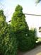 Ялина  звичайна "Ремонті" (Picea abies 'Remontii') - 40-60 см 1750 фото 3