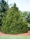 Ялина  звичайна "Ремонті" (Picea abies 'Remontii') - 40-60 см 1750 фото 1