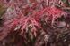 Клен пальмолистий Тамукеяма штамб 1 м (Acer palmatum Tamukeyama) - 100 см 695266984928 фото 2