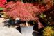 Клен пальмолистий Тамукеяма штамб 1 м (Acer palmatum Tamukeyama) - 100 см 695266984928 фото 3