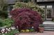 Клен пальмолистий Тамукеяма штамб 1 м (Acer palmatum Tamukeyama) - 100 см 695266984928 фото 1