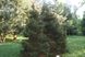 Ялина  звичайна "Ремонті" (Picea abies 'Remontii') - 40-60 см 1750 фото 4