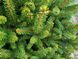 Ялина  звичайна "Ремонті" (Picea abies 'Remontii') - 40-60 см 1750 фото 2