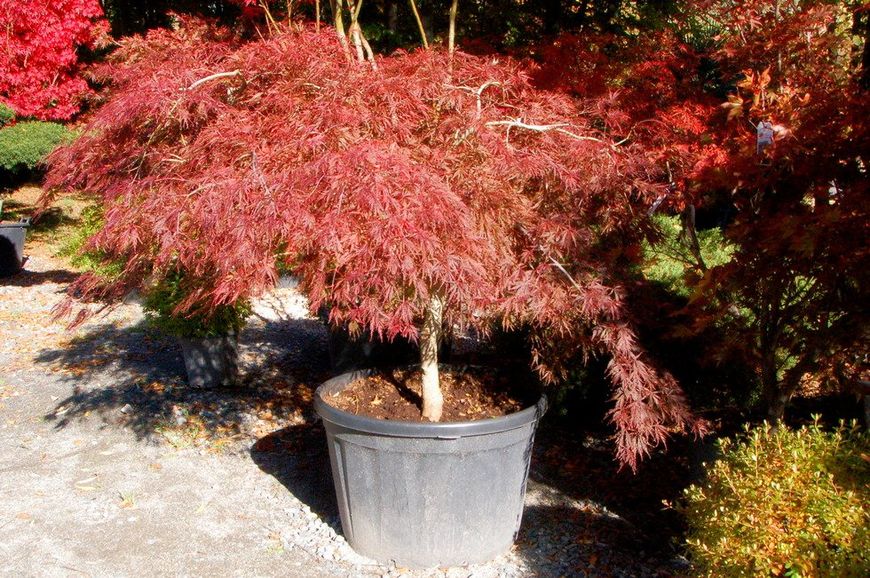 Клен пальмолистий Тамукеяма штамб 1 м (Acer palmatum Tamukeyama) - 100 см 695266984928 фото