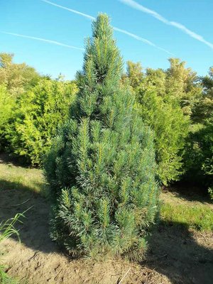 Сосна звичайна Fastigiata (Pinus sylvestris Fastigiata) - 160-180 см 776362708621 фото