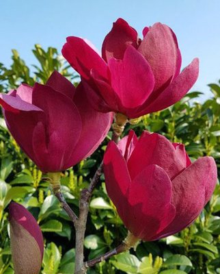 Магнолія Емперор (Magnolia Emperor) - 150-175 см 695266984879 фото