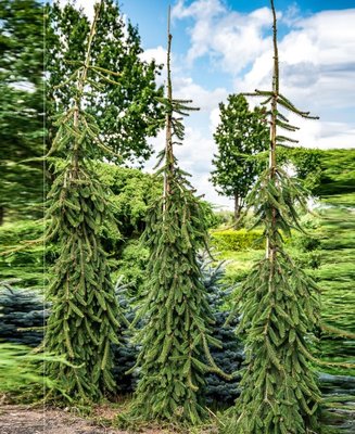 Ялина  звичайна Ротенхауз (Picea abies Rottenhaus) - 250-300 см 701912511914 фото