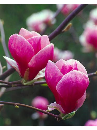 Магнолія Емперор (Magnolia Emperor) - 150-175 см 695266984879 фото