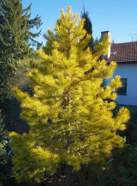 Сосна звичайна Aurea  (Pinus sylvestris Aurea) - 140-160 см 695266984804 фото
