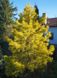 Сосна звичайна Aurea  (Pinus sylvestris Aurea) - 140-160 см 695266984804 фото 2