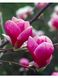 Магнолія Емперор (Magnolia Emperor) - 150-175 см 695266984879 фото 3