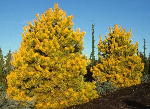 Сосна звичайна Aurea  (Pinus sylvestris Aurea) - 140-160 см 695266984804 фото