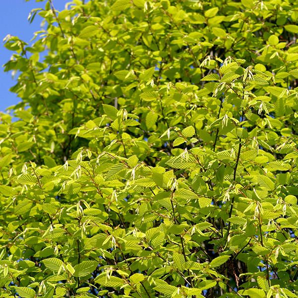 Граб звичайний Fastigiata (Carpinus betulus Fastigiata) - 350-450 см 819942463721 фото