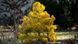 Сосна звичайна Aurea - 140-160 см 695266984804 фото 1