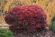 Клен пальмолистий Шайна штамб 1 м (Acer palmatum shaina) - 150 см 695266984929 фото 1