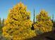 Сосна звичайна Aurea - 140-160 см 695266984804 фото 3