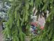 Ялина  звичайна Ротенхауз (Picea abies Rottenhaus) - 250-300 см 701912511914 фото 2