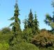 Ялина  звичайна Ротенхауз (Picea abies Rottenhaus) - 250-300 см 701912511914 фото 3