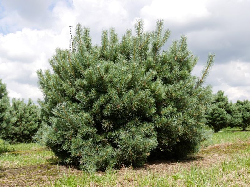 Сосна звичайна Ватерері бонсай (Pinus sylvestris Watereri) - 200-220 см 695265994777 фото