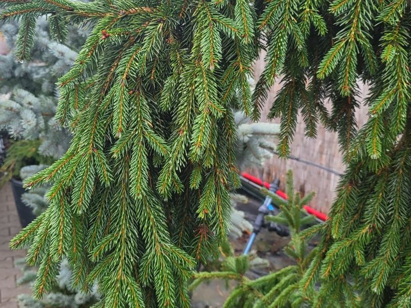 Ялина  звичайна Ротенхауз (Picea abies Rottenhaus) - 250-300 см 701912511914 фото
