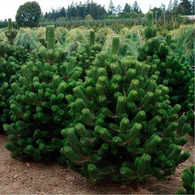 Сосна чорна Орегон Грін (Pinus nigra Oregon green) - 220+ см 695266985927 фото