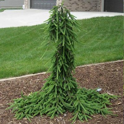 Ялина звичайна "Frohburg" (Picea abies "Frohburg") - 200-250 см 701912511915 фото