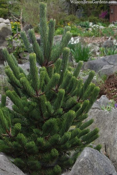 Сосна чорна Орегон Грін (Pinus nigra Oregon green) - 220+ см 695266985927 фото