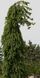 Ялина звичайна "Frohburg" (Picea abies "Frohburg") - 200-250 см 701912511915 фото 3