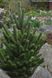 Сосна чорна Орегон Грін (Pinus nigra Oregon green) - 220+ см 695266985927 фото 2