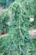 Ялина звичайна "Frohburg" (Picea abies "Frohburg") - 200-250 см 701912511915 фото 2