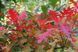 Дуб болотяний Грін Пілар 350-400 см 160220260901 фото 2