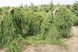 Ялина звичайна "Frohburg" (Picea abies "Frohburg") - 200-250 см 701912511915 фото 5