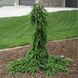 Ялина звичайна "Frohburg" (Picea abies "Frohburg") - 200-250 см 701912511915 фото 1
