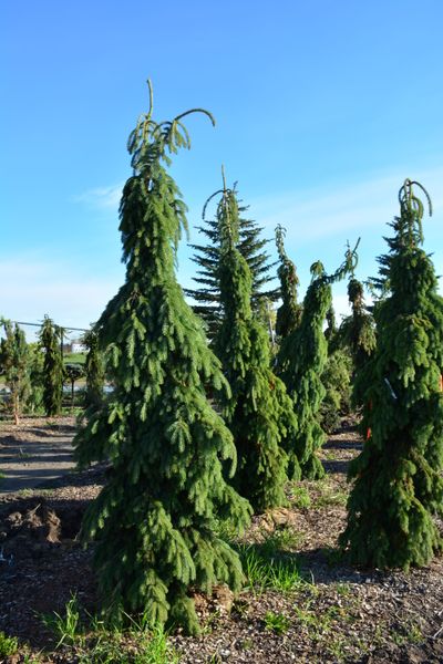 Ялина канадська Пендула (Picea glauca Pendula) - 175-200 см 701912511916 фото