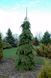 Ялина канадська Пендула (Picea glauca Pendula) - 175-200 см 701912511916 фото 1